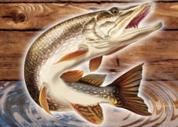 Fish rain